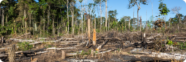 deforestation and trees chopped down in a forest to represent low bacterial diversity in the gut