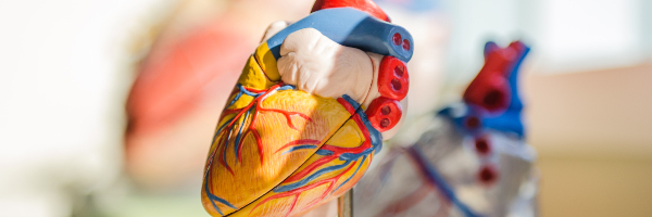 Close-up of a model of the human heart.