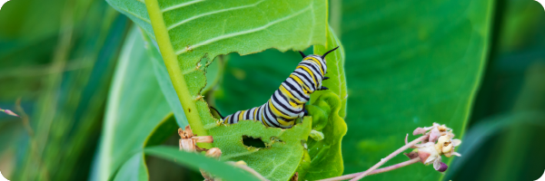 A caterpillar eating a leaf.