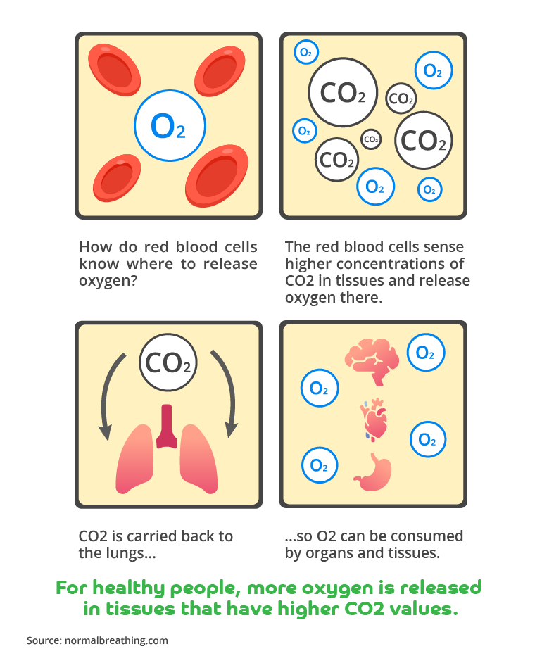 An illustration in a comic book style explaining what happens when we over-breathe and how red blood cells know where to release oxygen. 