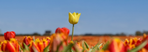 A yellow tulip standing taller than a field of red tulips to represent autism signs in women to look out for.