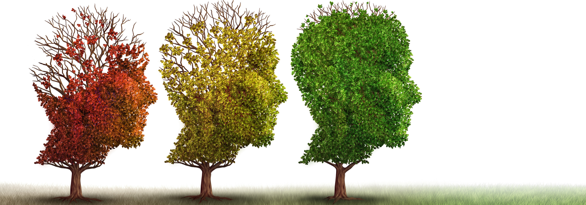 The different forms of dementia Evergreen Life