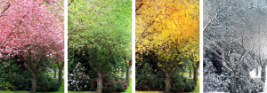 An image of four trees, one with pink blossom to represent spring, one with green leaves to represent summer, one with orange leaves for autumn and one with bare branches covered in snow for winter to illustrate seasonal allergies.