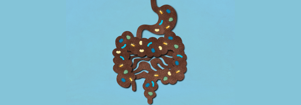 An image of the human stomach and intestines made out of felt on a blue background. Inside the brown stomach and intestines different microorganisms can be seen. This is to illustrate the gut microbiome and ulcerative colitis.