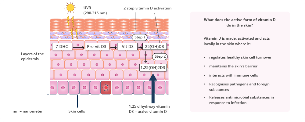 A diagram of the layers of skin and the role of active vitamin D in the skin. On the left, a diagram depicts the layers of skin. On the right, a subheading reads 'What does the active form of vitamin D do in the skin?' Underneath it says: 'Vitamin D is made, activated and acts locally in the skin where it: regulates healthy skin cell turnover, maintains the skin's barrier, interacts with immune cells, recognises pathogens and foreign substances, releases antimicrobial substances in response to infection.'