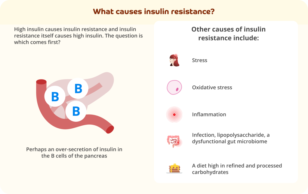 A pale yellow infographic with dark brown text at the top that reads: What causes insulin resistance? 
Grey text on the left-hand side says: High insulin causes insulin resistance and insulin resistance itself causes high insulin. The question is which comes first? Below is an icon of the pancreas with 3 white circles with a blue letter B inside each. 
Grey text below says: Perhaps an over-secretion of insulin in the B cells of the pancreas.
On the right-hand side of the infographic is a white text box. Inside it is a sub-heading in grey text that reads: Other causes of insulin resistance include: Stress; Oxidative stress; Inflammation; Infection, lipopolysaccharide, a dysfunctional gut microbiome; A diet high in refined and processed carbohydrates.