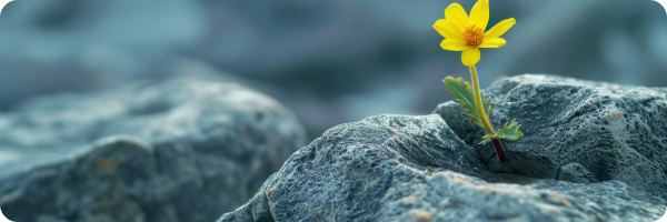 An image of a yellow flower sprouting in a dry rocky terrain to signify that quitting smoking is an ongoing but worthwhile journey.